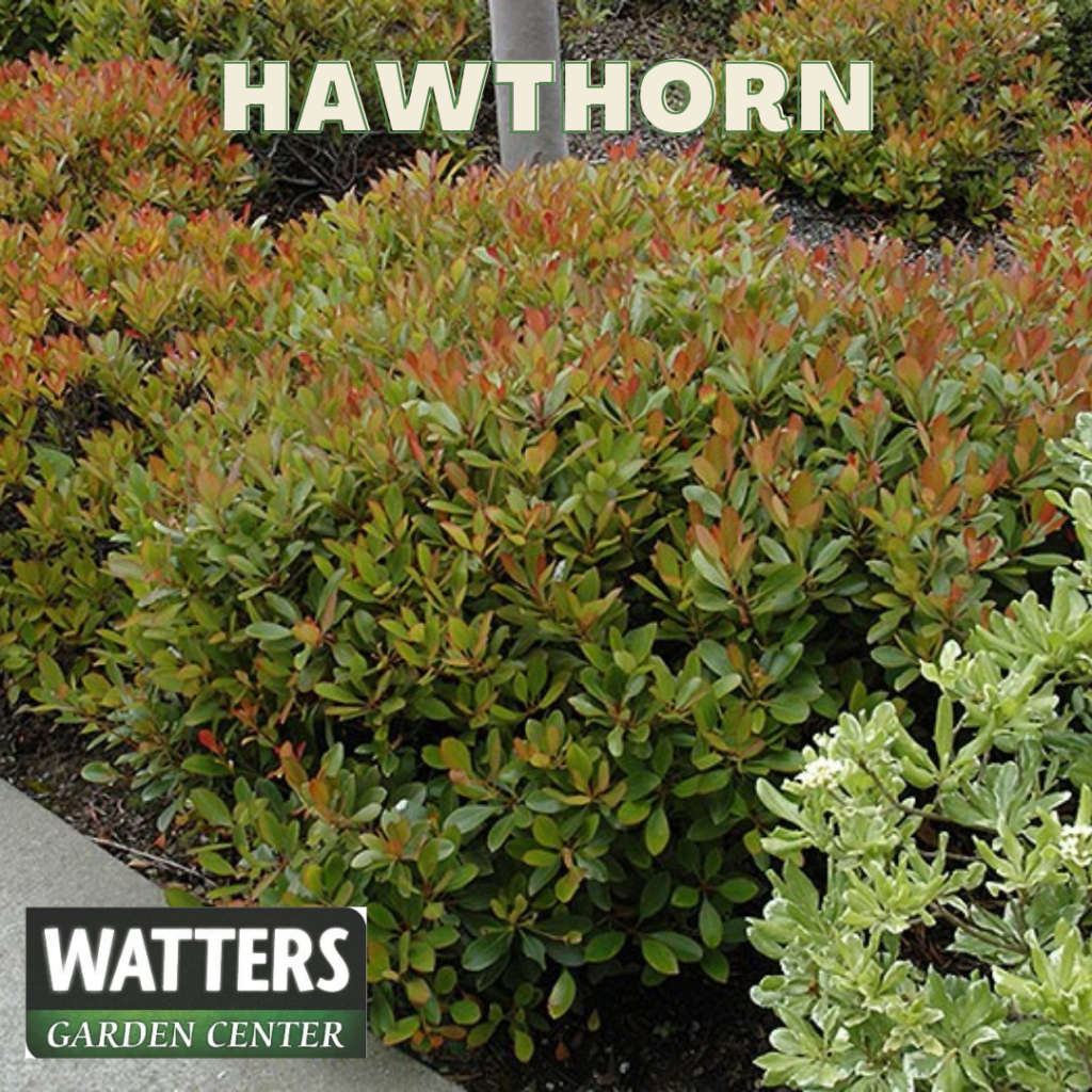 Hawthorn in Garden