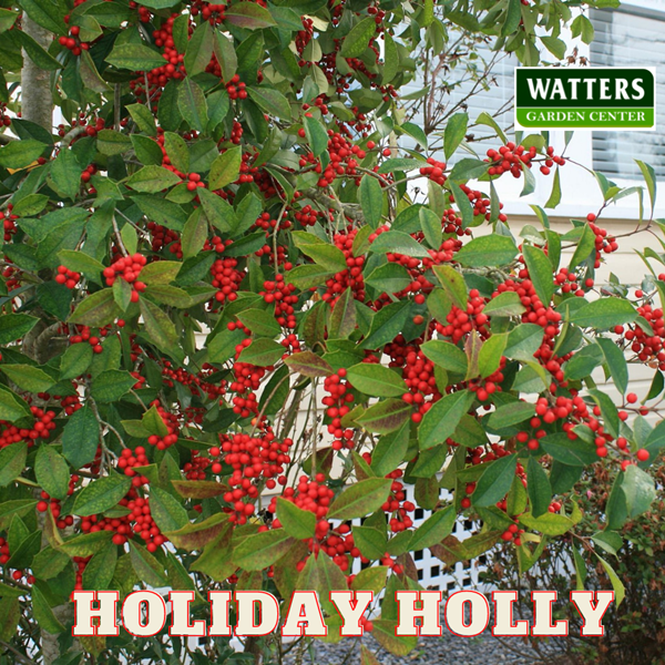 Holly holiday with berries 