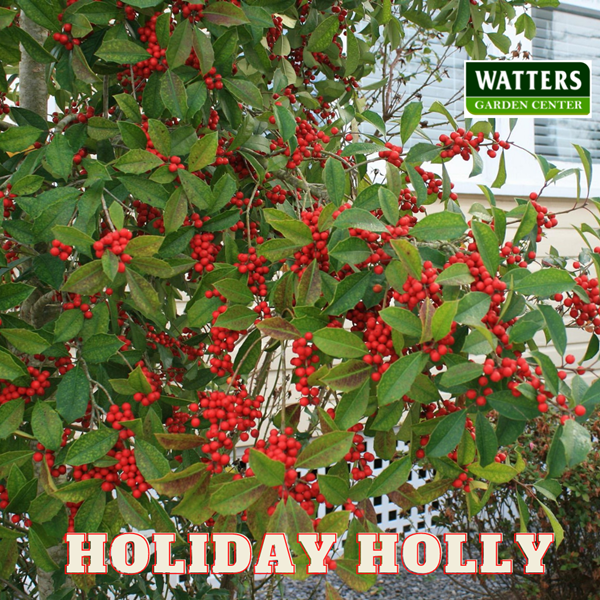 How Holly Became A Christmas Tradition * Big Blog of Gardening