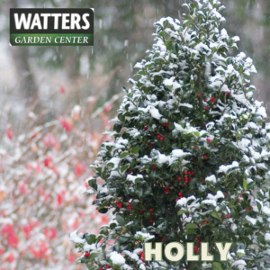 Holly in winter landscape