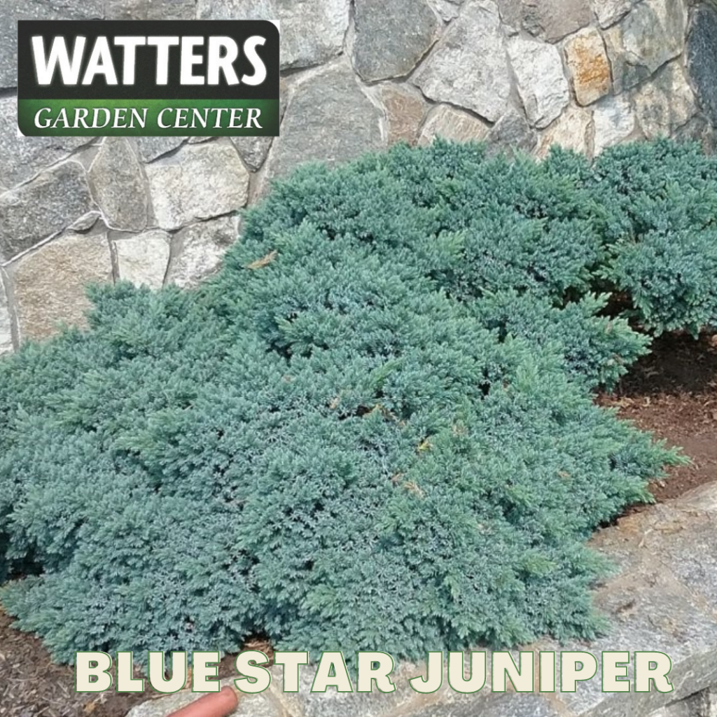 Blue Star Juniper