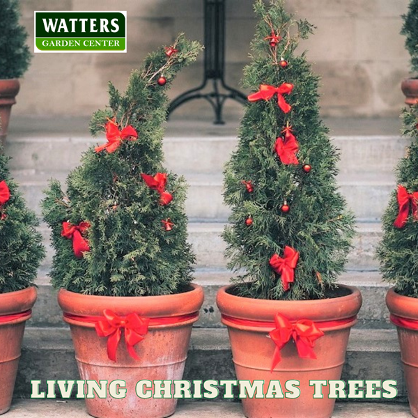 Living Christmas trees