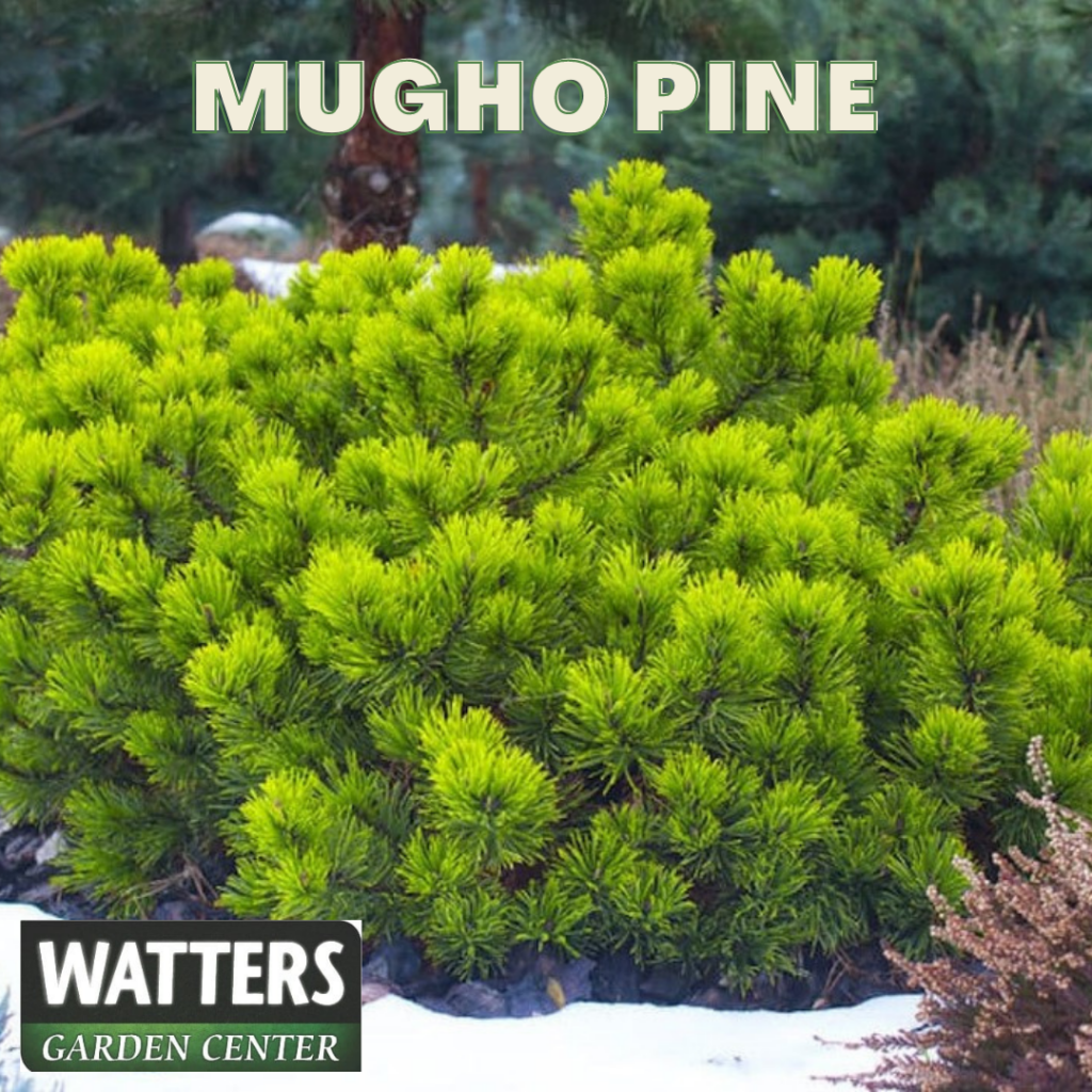 Mugho Pine