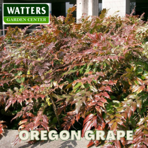 Oregon Grape Holly