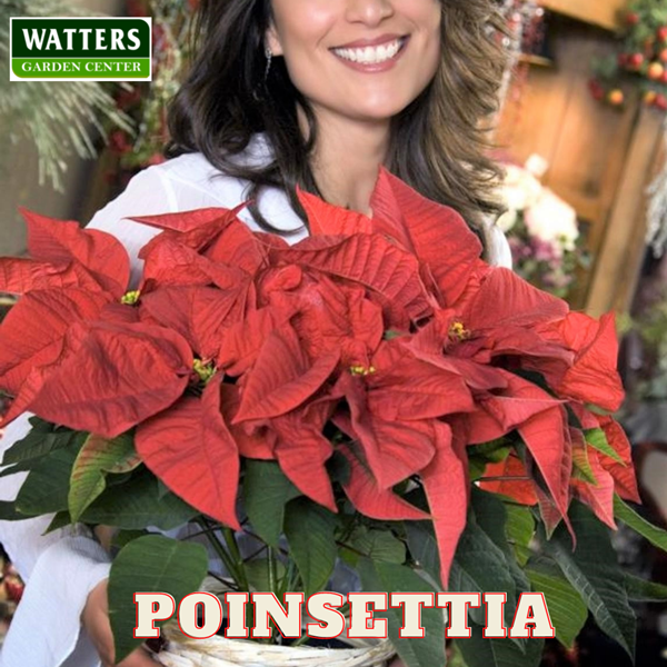 Poinsettia with a smile