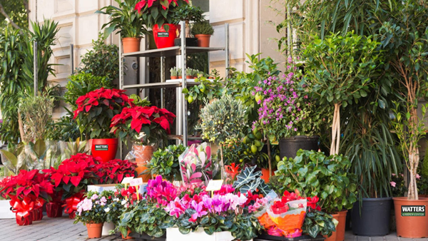 holiday plant display