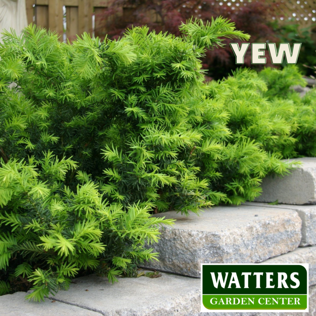 Yew Spreading in raised bed