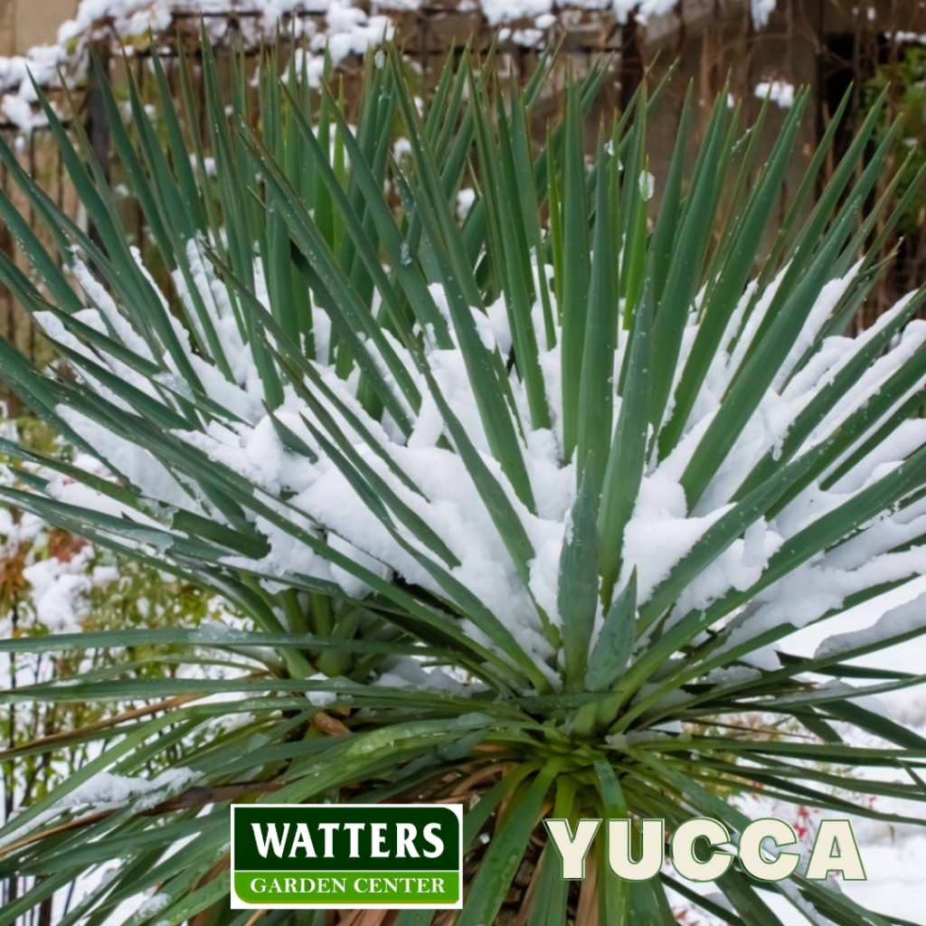 Yucca with snow