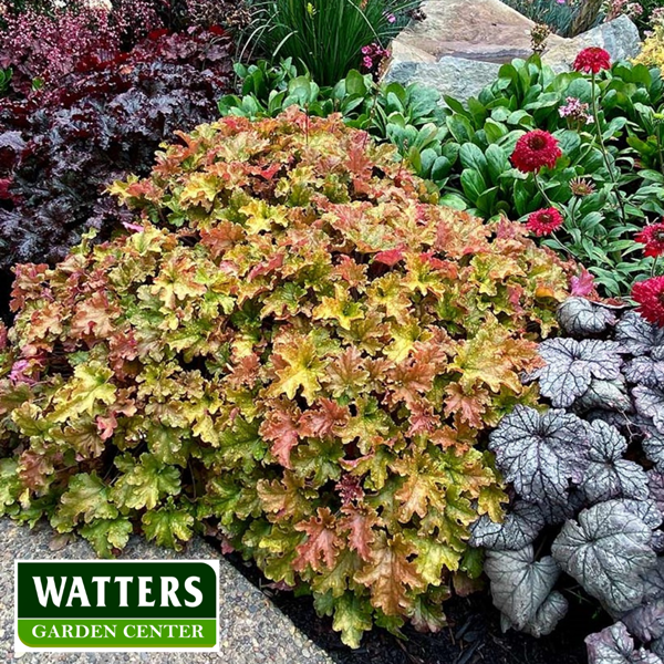 Heuchera Marmalade Coral Bells groundcover 