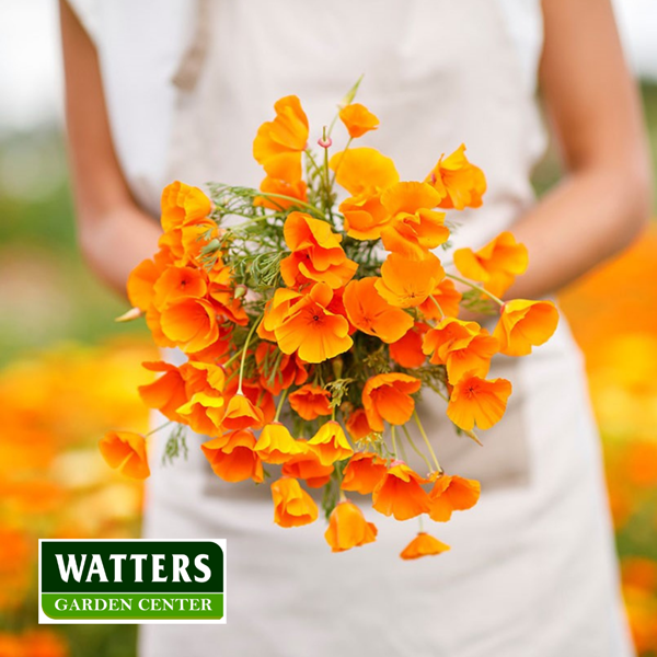 Poppy Holder in white apron