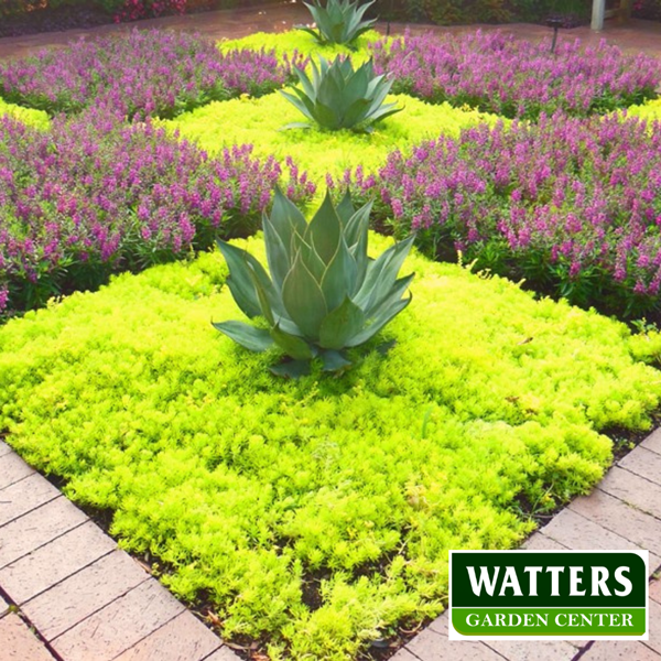 ground cover to choke out weeds