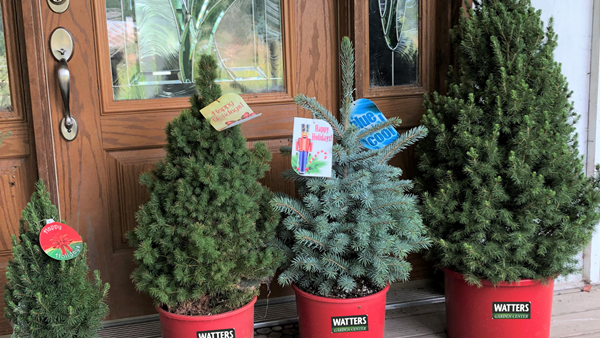 Christmas Trees Display by the Front Door