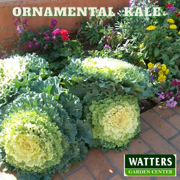 Ornamental Kale