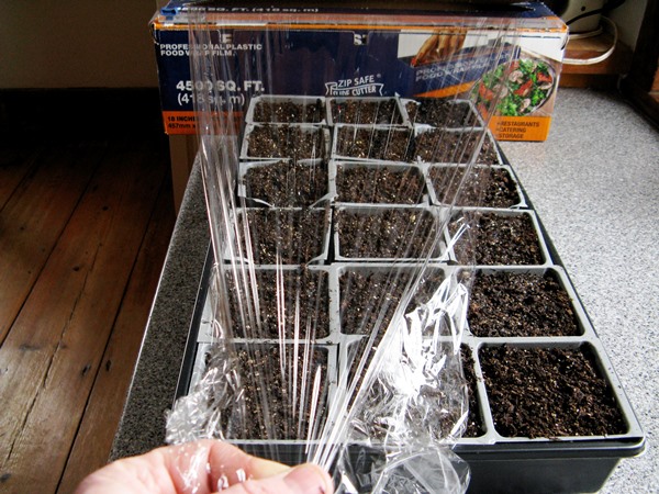 Seedlings in plastic wrap