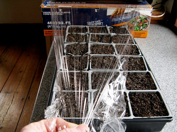 Seedlings in plastic wrap