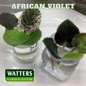 African Violets in water