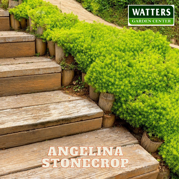 Angelina Stonecrop sedums plants along steps