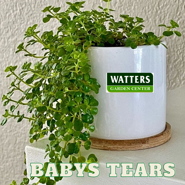 Babys tears in a container