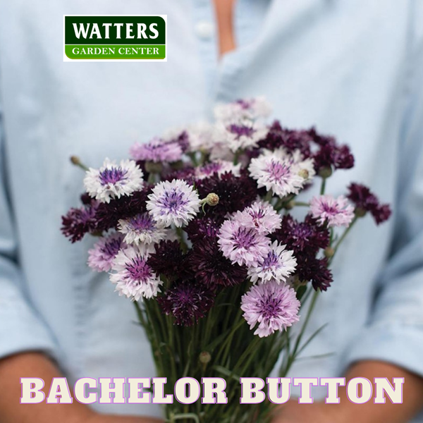 Bachelor Button, Centaurea cyanus