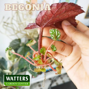 Begonia with water roots