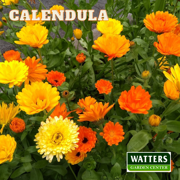 Calendula, Calendula officinalis