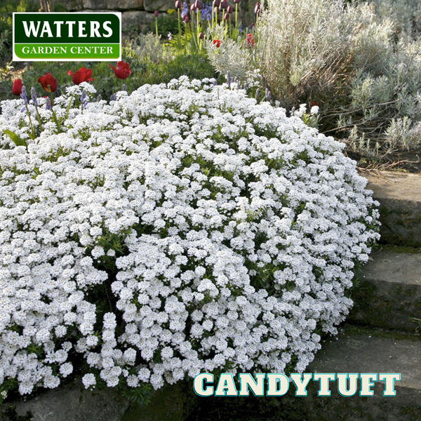 Candytuft Iberis in the landscape