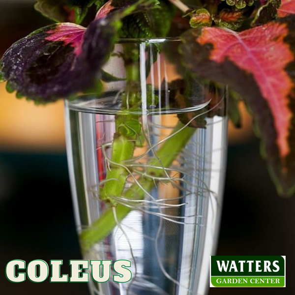 Coleus in Water Vase