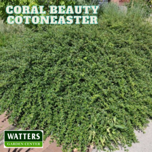 Coral Beauty Cotoneaster Cotoneaster dammeri planted in the landscape