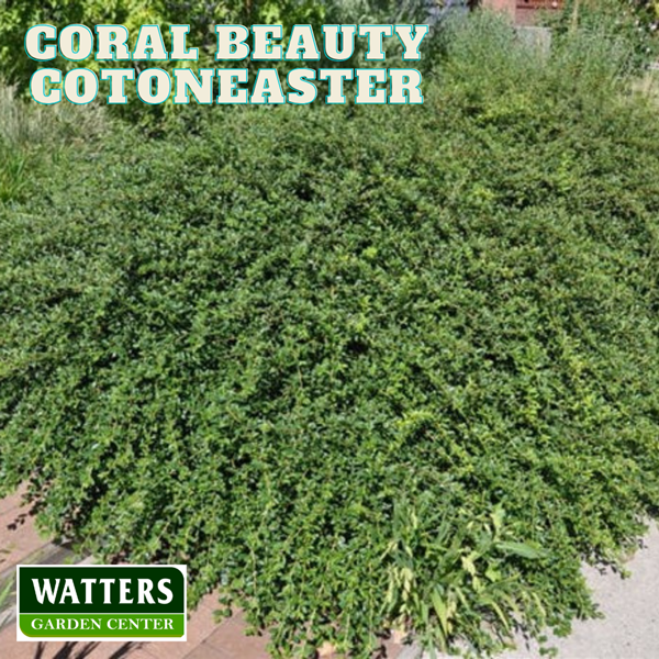 Coral Beauty Cotoneaster  Cotoneaster dammeri planted in the landscape