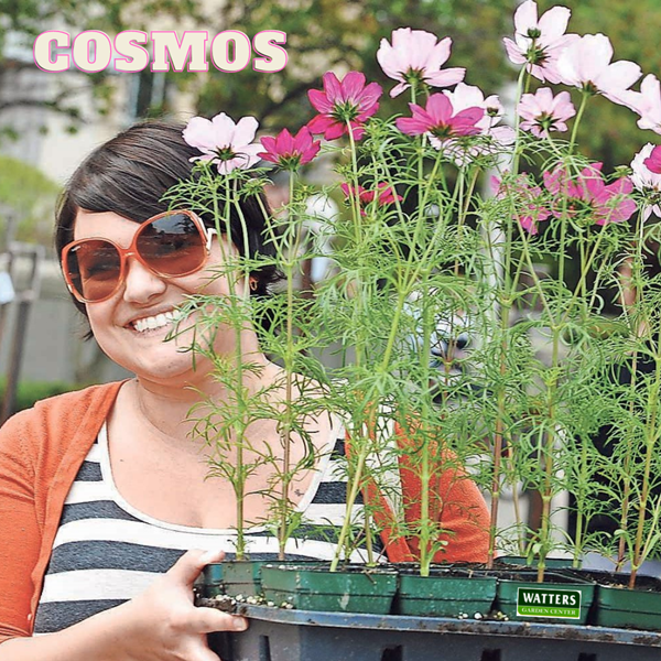 Lady holding Cosmos