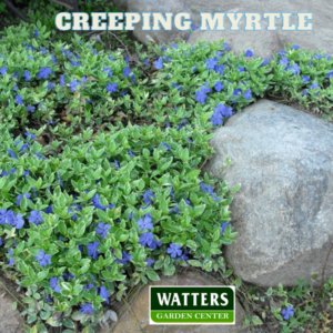 Creeping Myrtle Vinca planted in a rock garden