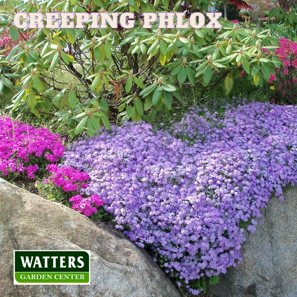 Creeping Phlox, Phlox subulata growing over rocks