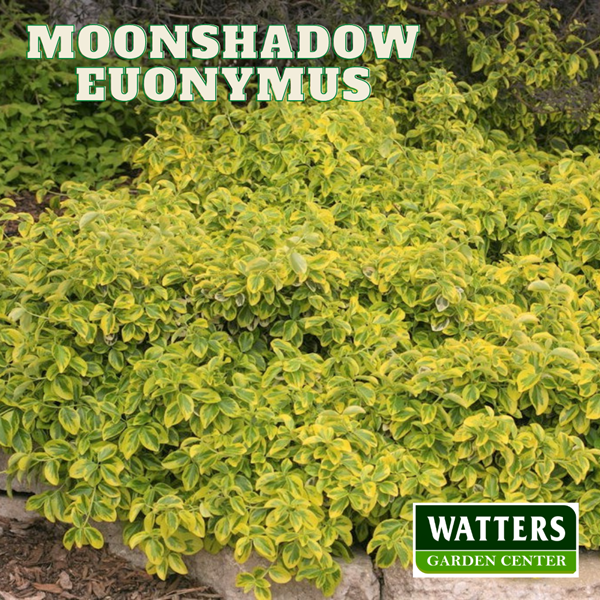 Moonshadow Euonymus, Euonymus fortunei