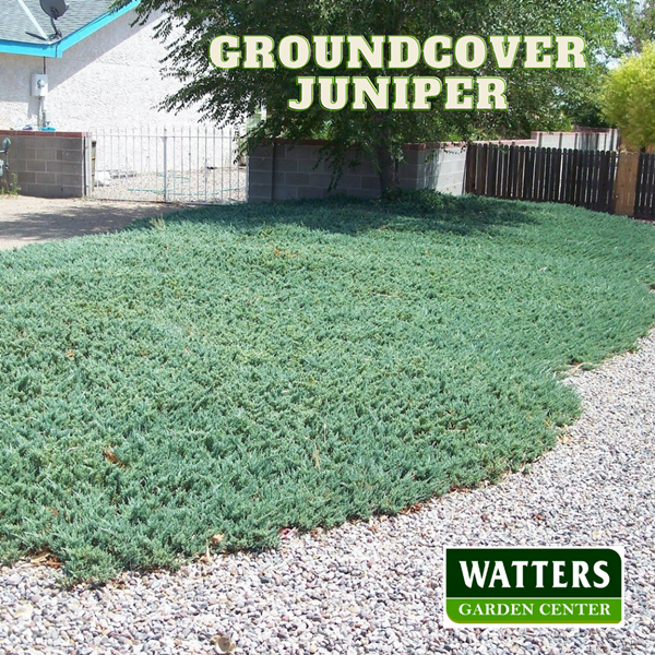 Groundcover Juniper, Juniperus horizontalis on a rock lawn