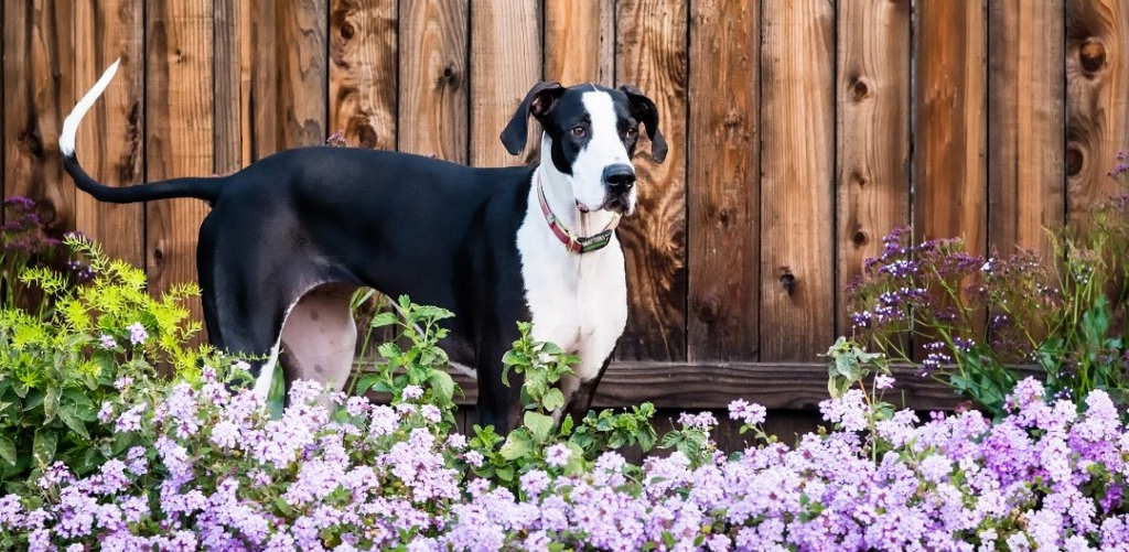 Great Dane standing in Ground Cover