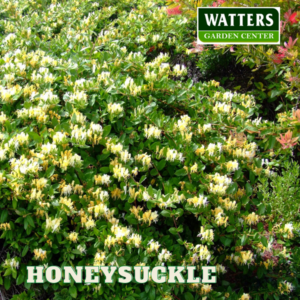 Honeysuckle Lonicera in the landscape