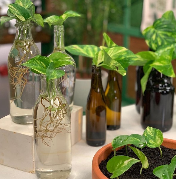 Houseplants growing in water bottles