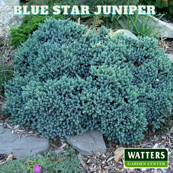 Blue Star Juniper Juniperus squamata in a rock garden