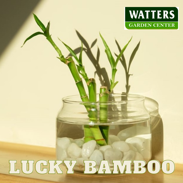 lucky bamboo in white rock container