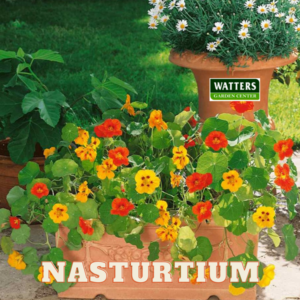 Nasturtium, Tropaeolum in a container