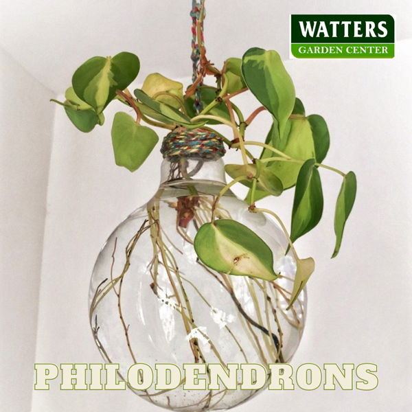 Philodendrons in a glass water globe