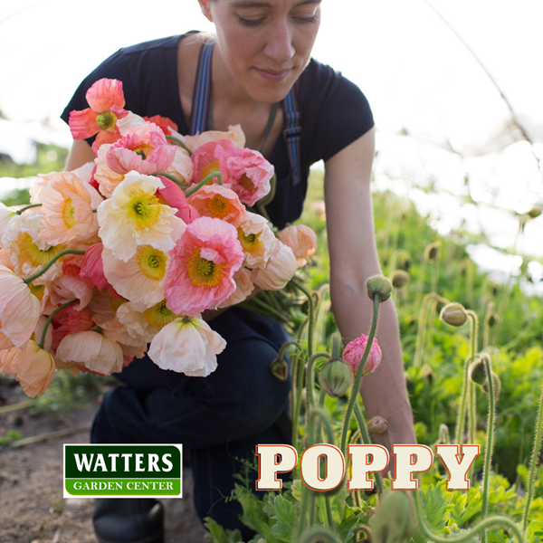 Poppies, Papaver pocked at the greenhouse