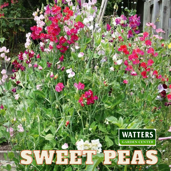 Sweet Peas, Lathyrus odoratus in the garden