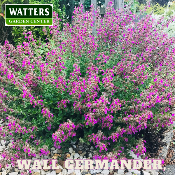 Wall Germander, Teucrium chamaedrys pink blooms