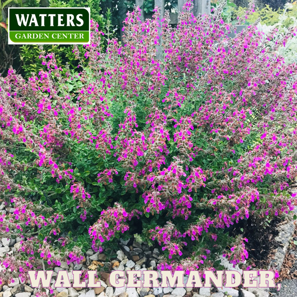 Dynamic Dozen Evergreen Ground Cover Plants - Watters Garden Center