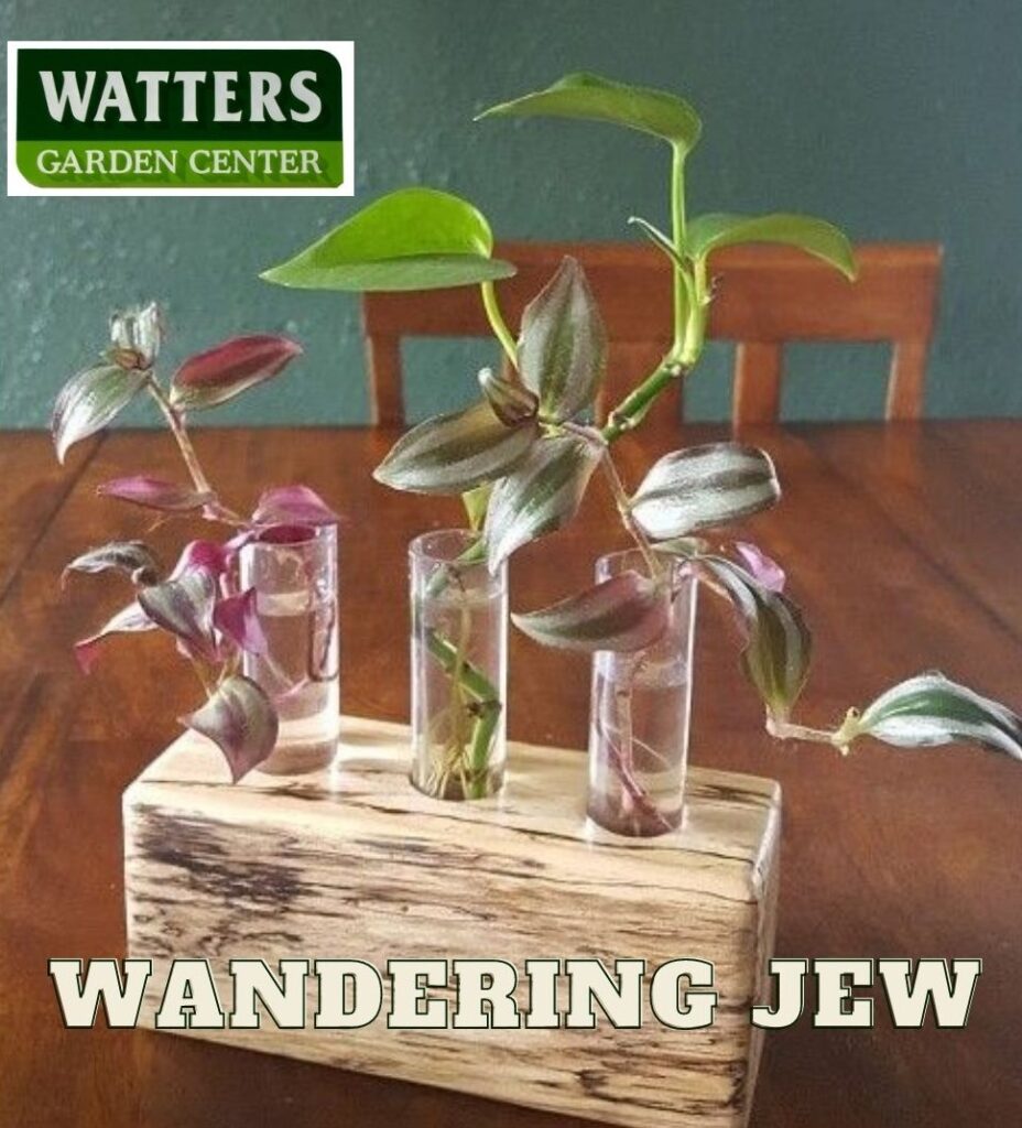 wandering jew rooted in glass tube vase