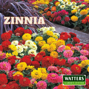 Zinnia in a raised bed