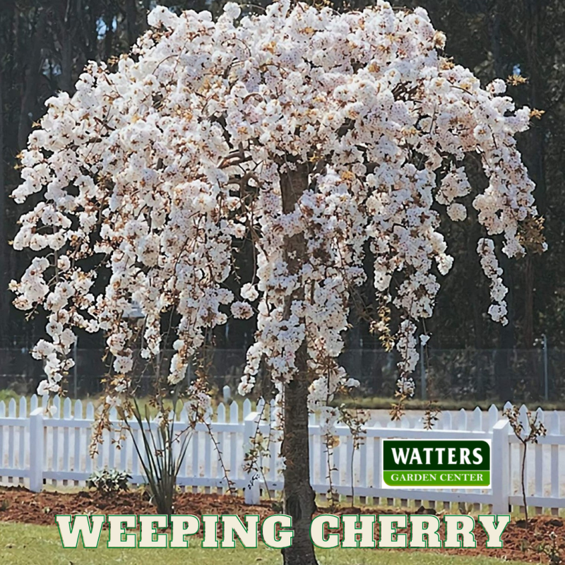 Higam Weeping Cherry, Prunus subhirtella