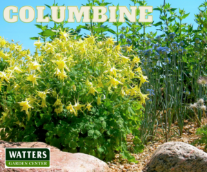 Columbine, Aquilegia in a rock garden