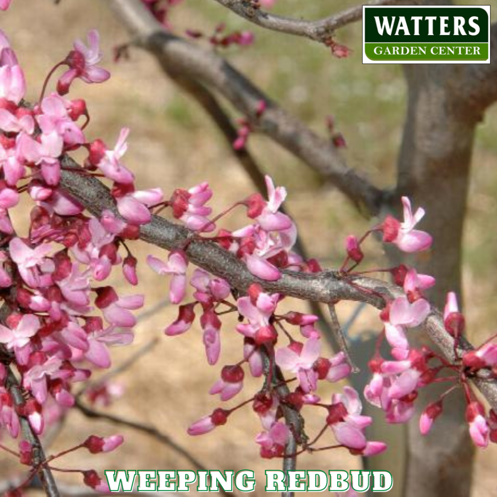 Ruby Falls Redbud, Cercis canadensis